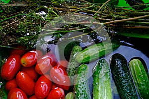 The cucumbers, tomatoes, and dill are ready for pickling once they have been picked.