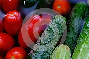 The cucumbers, tomatoes, are ready for pickling once they have been picked.