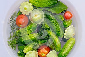 The cucumbers, tomatoes, and squash are ready for pickling.