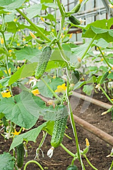 Cucumbers In The Vegetable Greenhouse