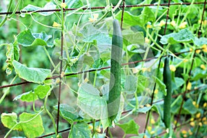 Cucumbers vertical planting. Growing organic food. Cucumbers harvest