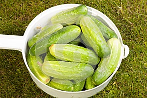 Cucumbers in a white pot on the grass