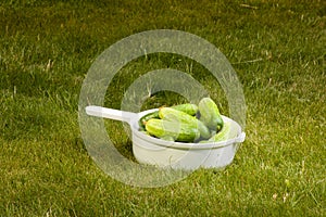 Cucumbers in a white pot on the grass
