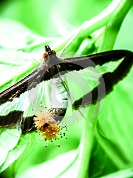 Cucumbor moth photo