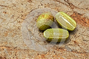 Cucumis Anguria Fruit Cross Sections