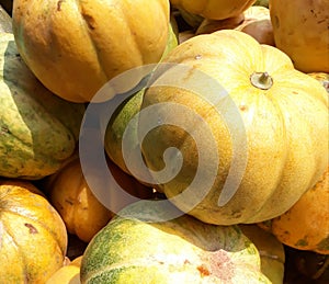 Cucumis melo, also known as melon, is a species of Cucumis that has been developed into many cultivated varieties.