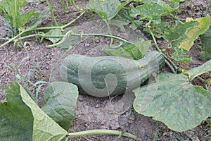 Cucumis Melo on farm for harvest