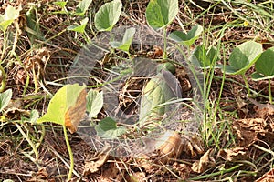 Cucumis Melo on farm for harvest