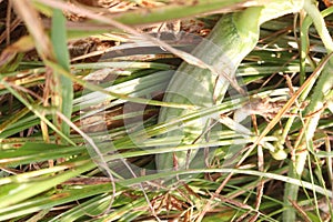 Cucumis Melo on farm for harvest