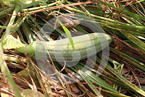 Cucumis Melo on farm for harvest