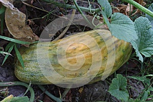 Cucumis Melo on farm for harvest