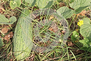 Cucumis Melo on farm for harvest