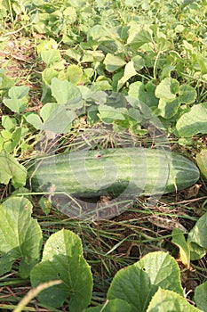 Cucumis Melo on farm for harvest