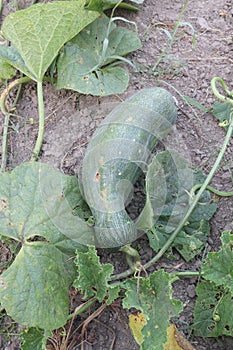 Cucumis Melo on farm for harvest photo