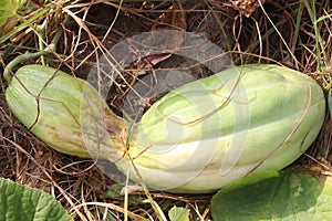 Cucumis Melo on farm for harvest photo