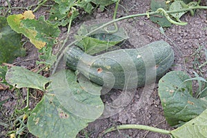 Cucumis Melo on farm for harvest photo