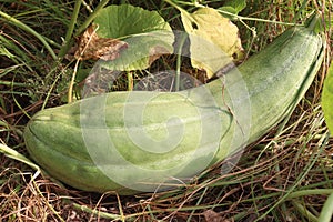 Cucumis Melo on farm for harvest photo