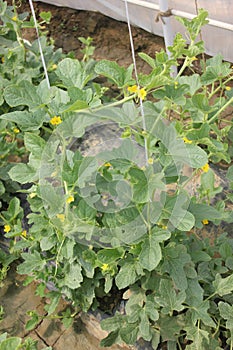 Cucumis melo var. reticulatus, Galia melon, Sarda