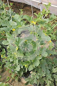 Cucumis melo var. reticulatus, Galia melon, Sarda photo