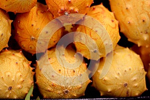 Cucumis metuliferus, Horned melon, Kiwano or African horned cucumber