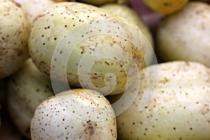 Cucumis sativus 'Lemon', Lemon Cucumber