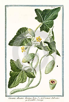 Cucumis silvestris Ecballium elaterium photo