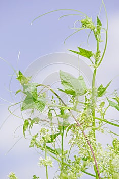 Cucumis species - wild decorative cucumber blooming