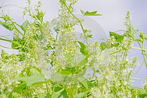 Cucumis species - wild decorative cucumber blooming