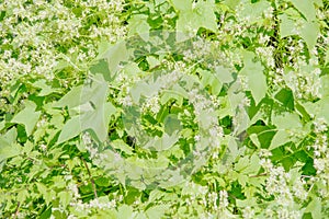 Cucumis species - wild decorative cucumber blooming