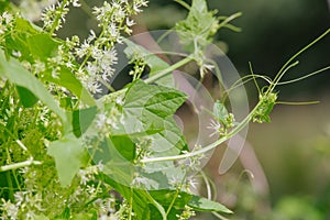 Cucumis species - wild decorative cucumber blooming