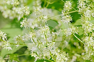 Cucumis species - wild decorative cucumber blooming