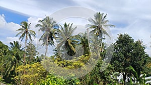 CUCUNUT, BANANA, AND JAMBOO TREE WITH BRIGH SKY