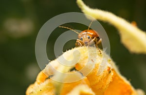 Cucurbit beetle photo