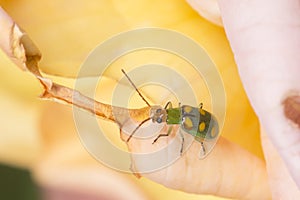 Cucurbit Beetle Walking on a Rose