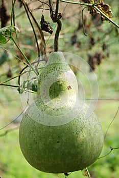 Cucurbit photo