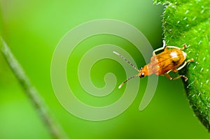 Cucurbit Leaf Beetle or Aulacophora indica photo