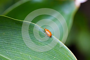 Cucurbit leaf beetle or Aulacophora indica on a green leaf