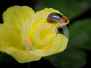 Cucurbit Leaf Beetle On A Yellow Flower