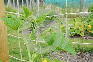 Cucurbit vine climbs a netting trellis in an allotment photo