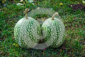 Cucurbita ficifolia squashes fig-leaf gourd on straw