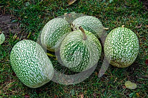 Cucurbita ficifolia squashes fig-leaf gourd on straw