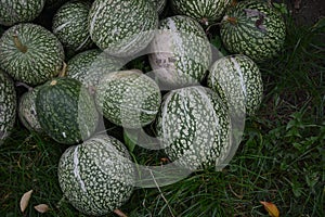 Cucurbita ficifolia squashes fig-leaf gourd on straw