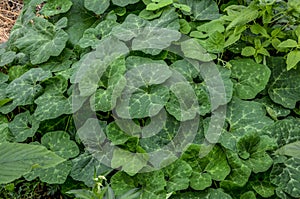 Cucurbita ficifolia squashes fig-leaf gourd on straw