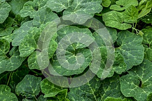 Cucurbita ficifolia squashes fig-leaf gourd on straw