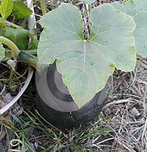 Cucurbita is a genus of herbaceous fruits in the gourd family, Cucurbitaceae, native to the Andes and Mesoamerica. photo