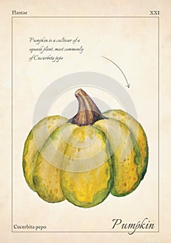 Cucurbita, gourd watercolor illustration. Cucurbita, gourd pumpkin isolated watercolor illustration. Cucurbita, gourd