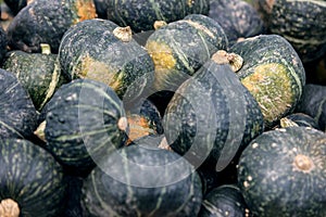 Cucurbita Maxima, blue Hokkaido pumpkin background