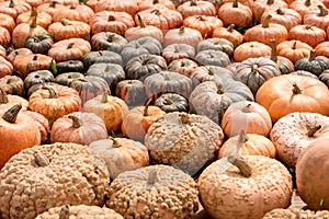 Cucurbita Maxima, different sorts of Pumpkin squash, Thanksgiving background photo
