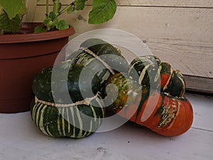 Cucurbita maxima Fungo 06