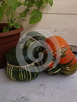 Cucurbita maxima Fungo 08